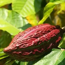 Cocoa Pure Floral Absolute Oils 1